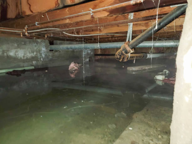 Best Water damage cleanup near me  in Wedgefield, SC